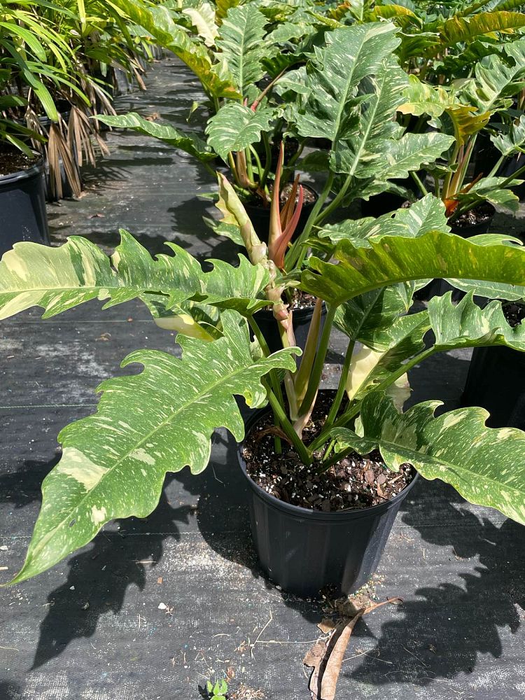 philodendron-ring-of-fire