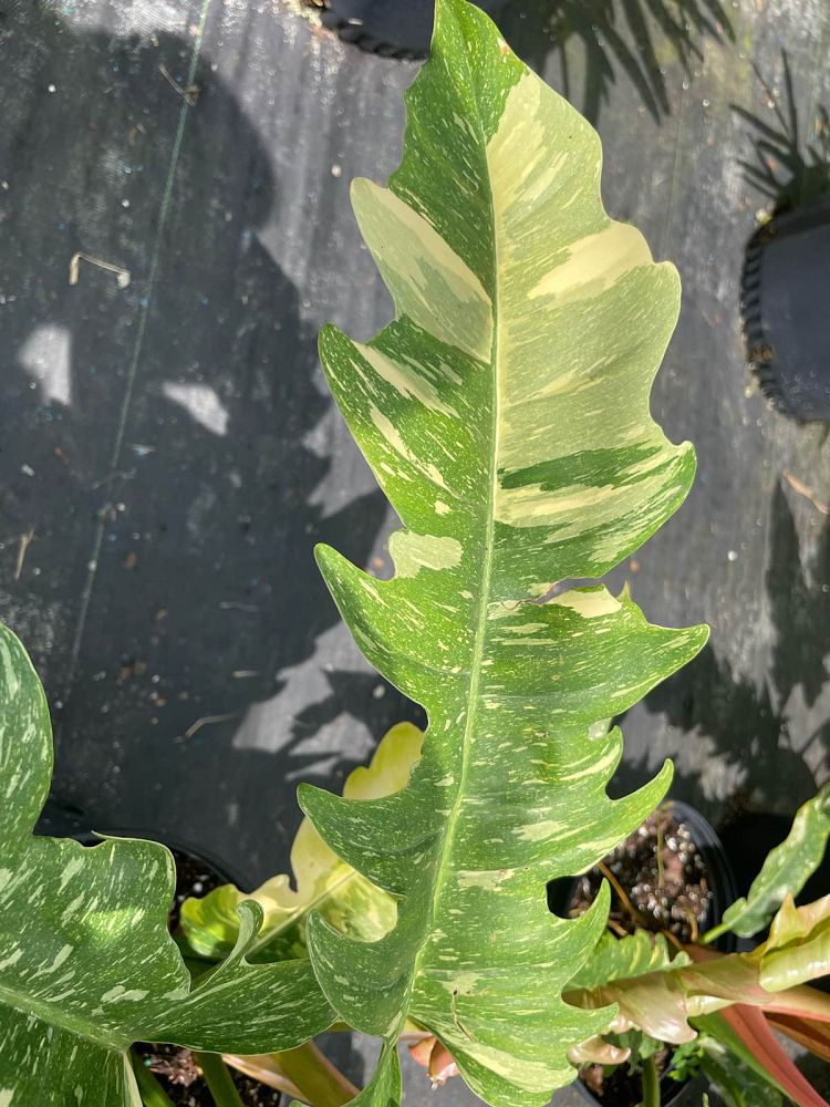 philodendron-ring-of-fire