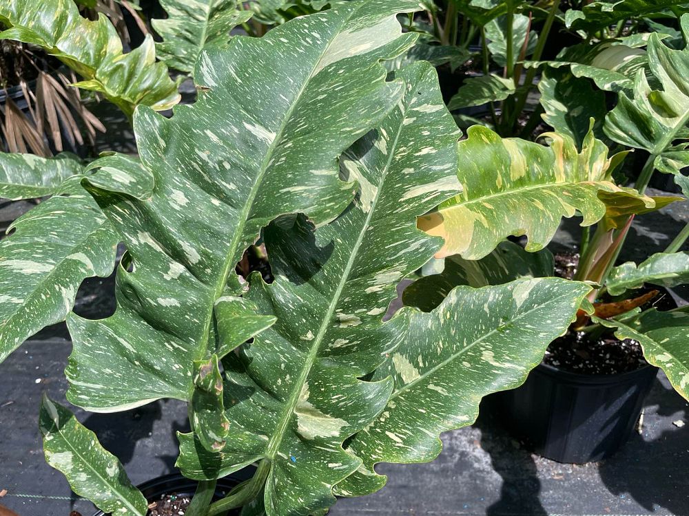 philodendron-ring-of-fire