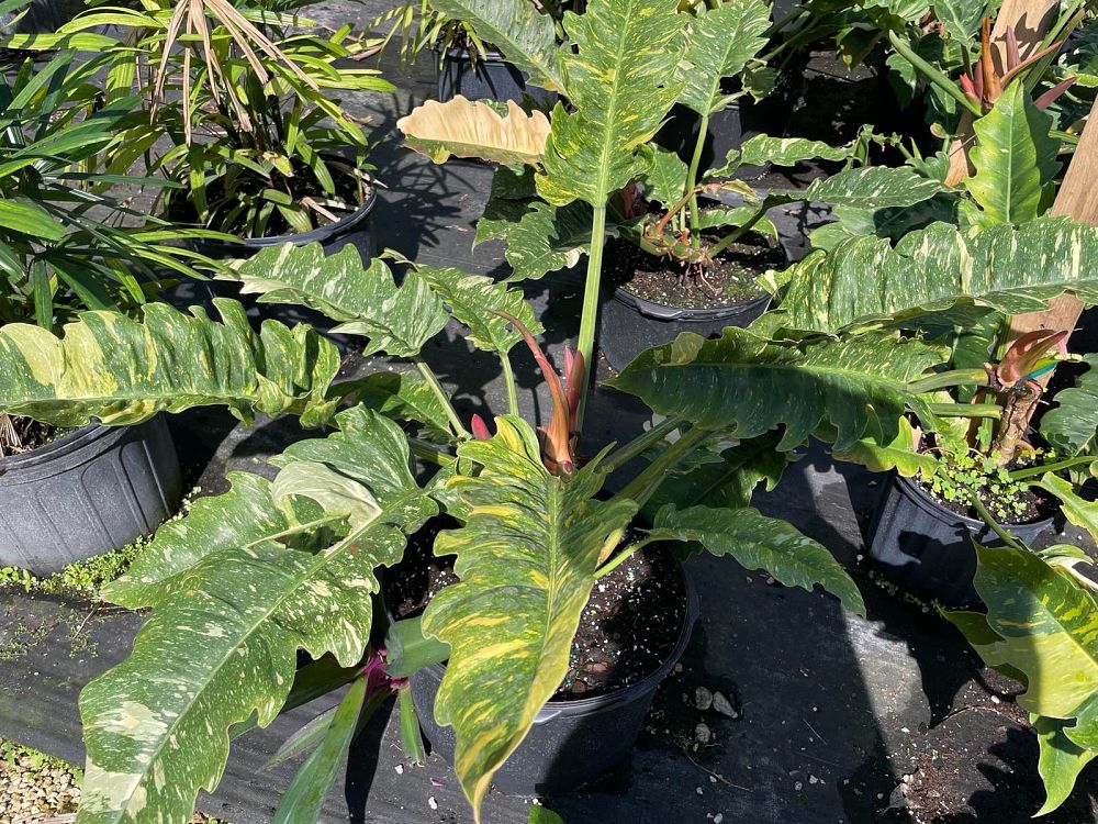 philodendron-ring-of-fire