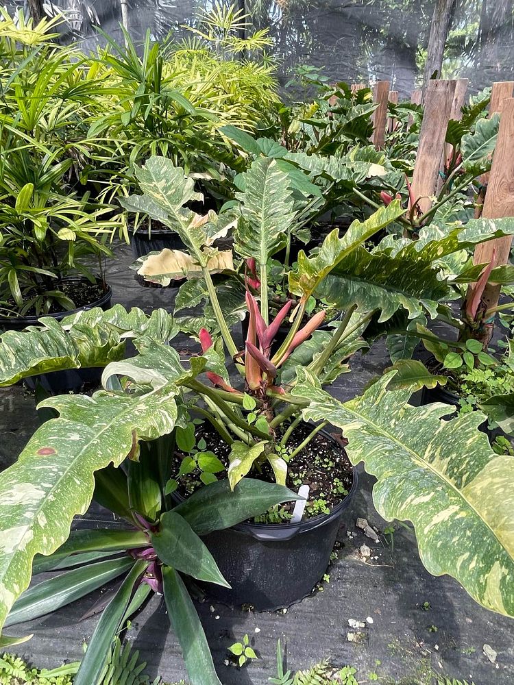 philodendron-ring-of-fire