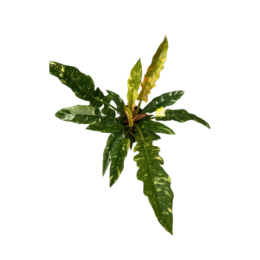 philodendron-ring-of-fire