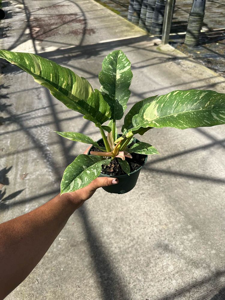 philodendron-ring-of-fire