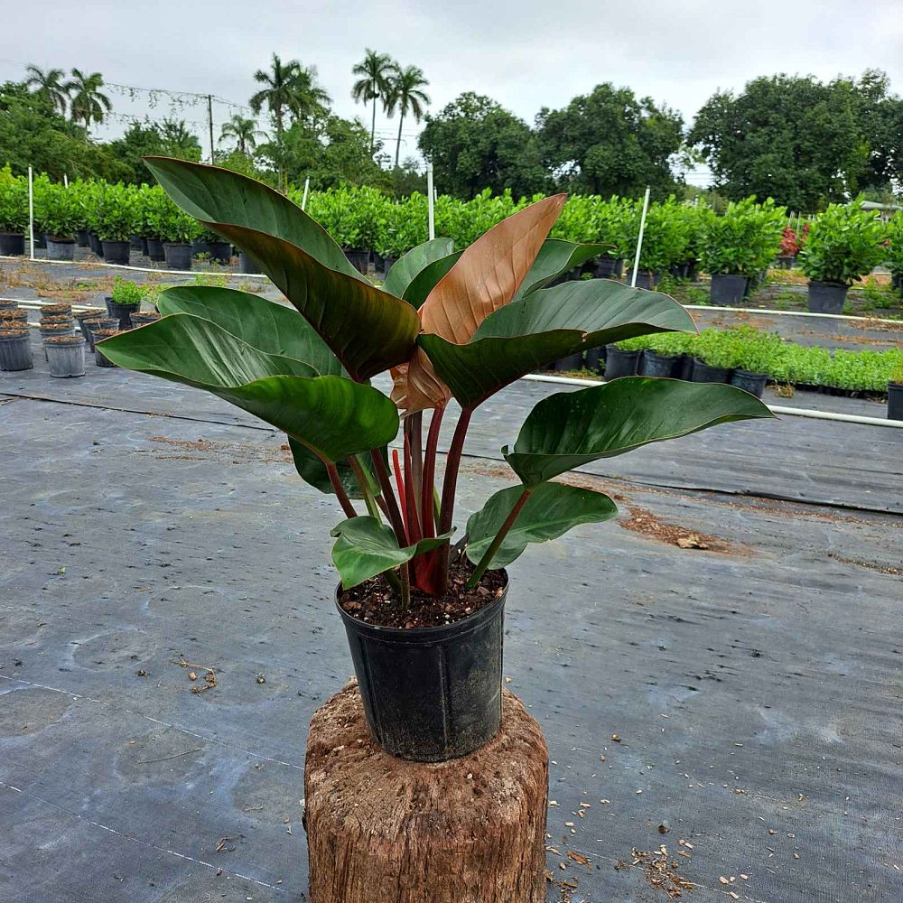 philodendron-rojo-congo-compacta-dwarf-red-congo-philodendron