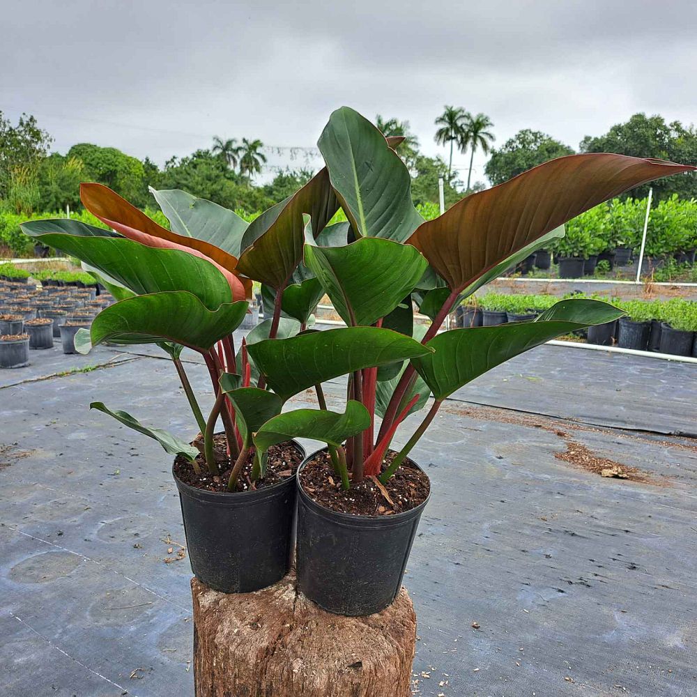 philodendron-rojo-congo-compacta-dwarf-red-congo-philodendron