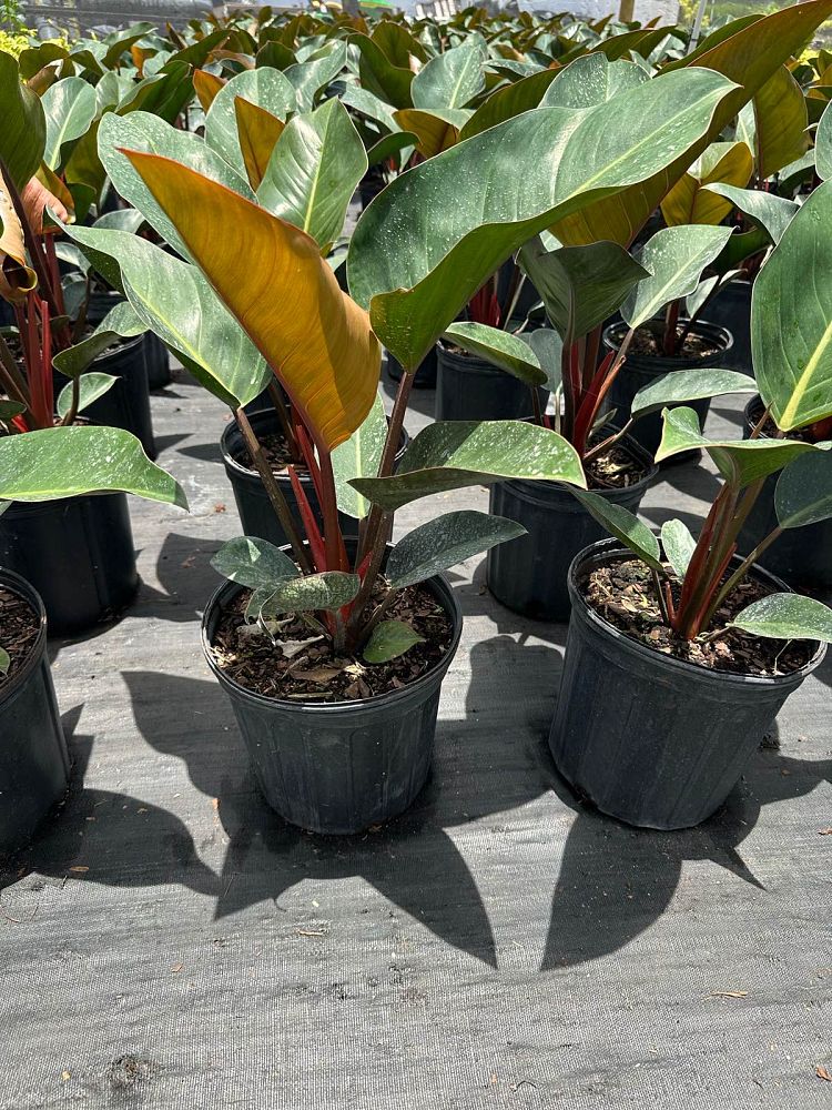philodendron-rojo-congo-compacta-dwarf-red-congo-philodendron