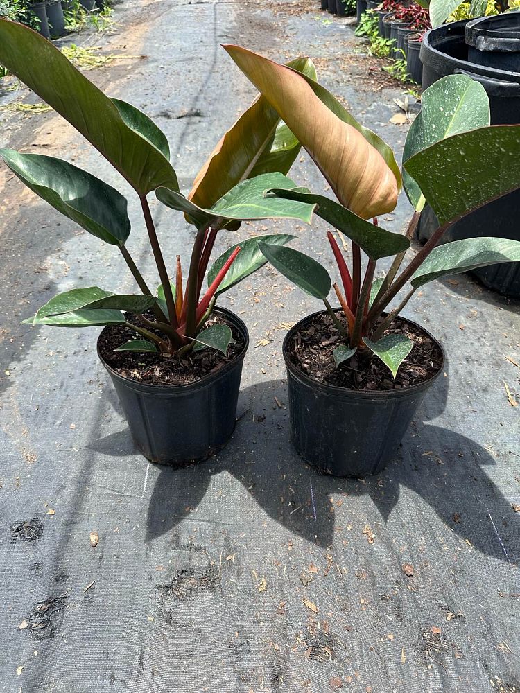 philodendron-rojo-congo-compacta-dwarf-red-congo-philodendron