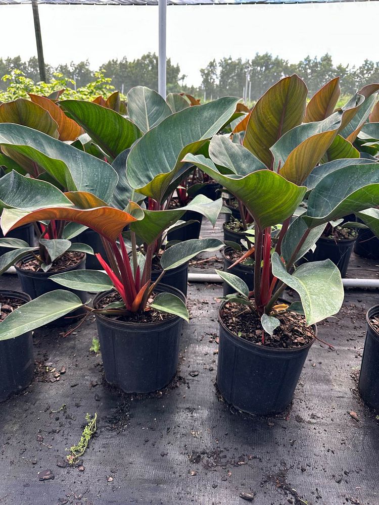 philodendron-rojo-congo-compacta-dwarf-red-congo-philodendron