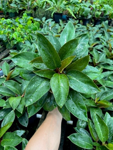 philodendron-rojo-congo-compacta-dwarf-red-congo-philodendron