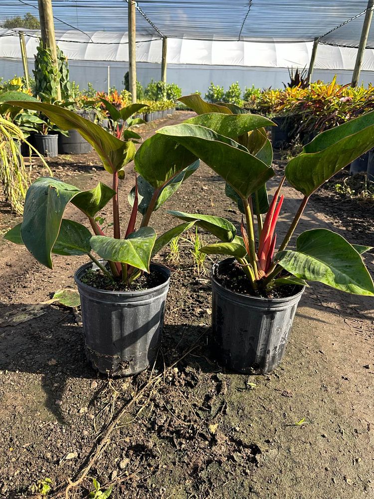 philodendron-rojo-congo-compacta-dwarf-red-congo-philodendron