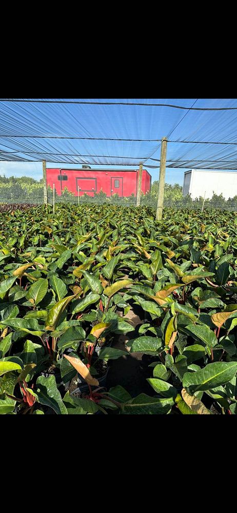 philodendron-rojo-congo-compacta-dwarf-red-congo-philodendron