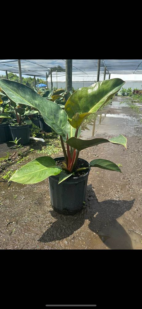 philodendron-rojo-congo-compacta-dwarf-red-congo-philodendron