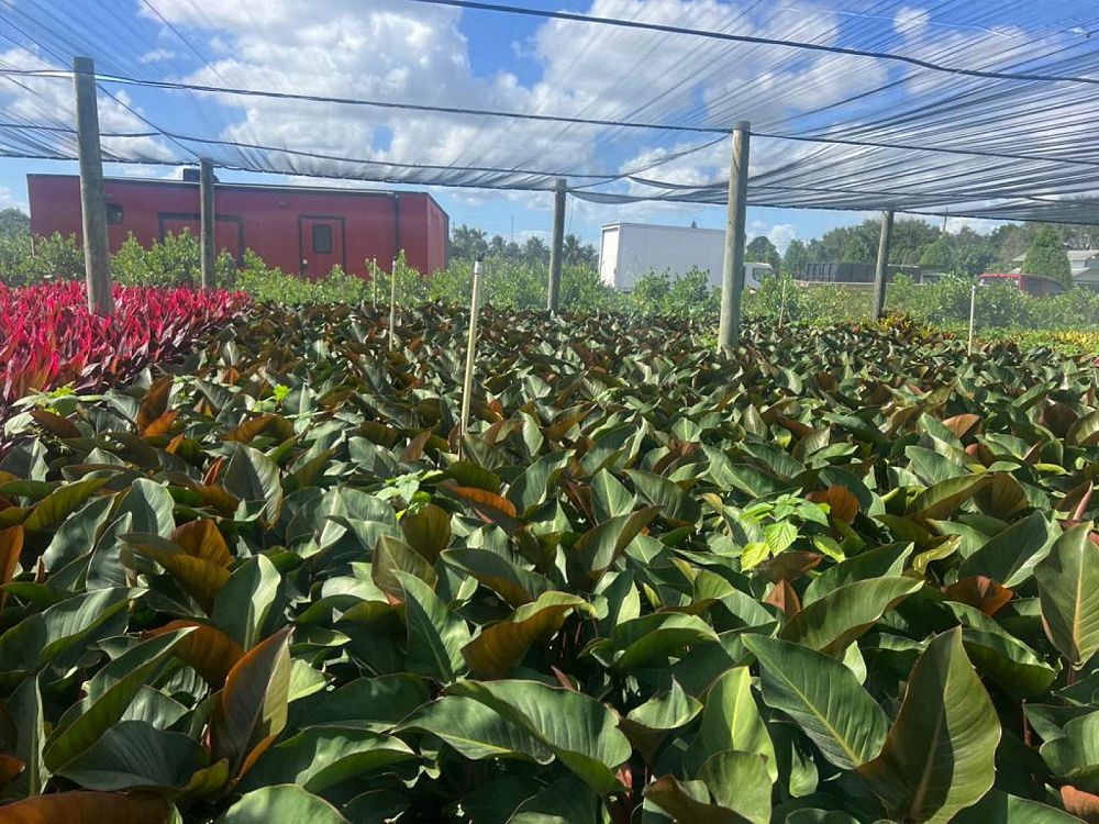 philodendron-rojo-congo-compacta-dwarf-red-congo-philodendron
