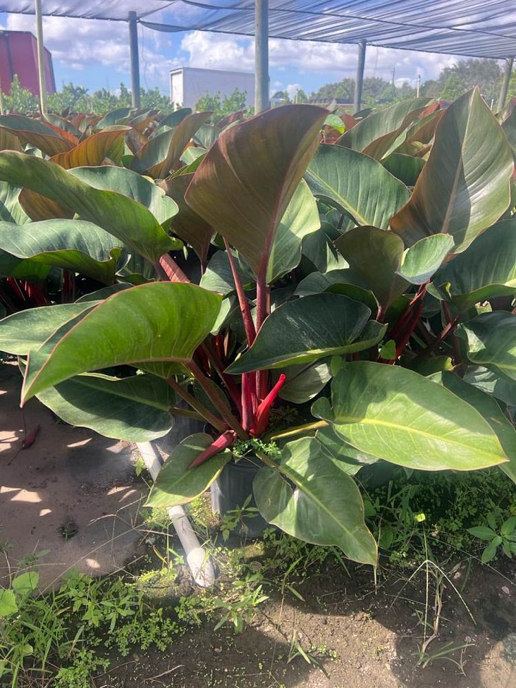 philodendron-rojo-congo-compacta-dwarf-red-congo-philodendron