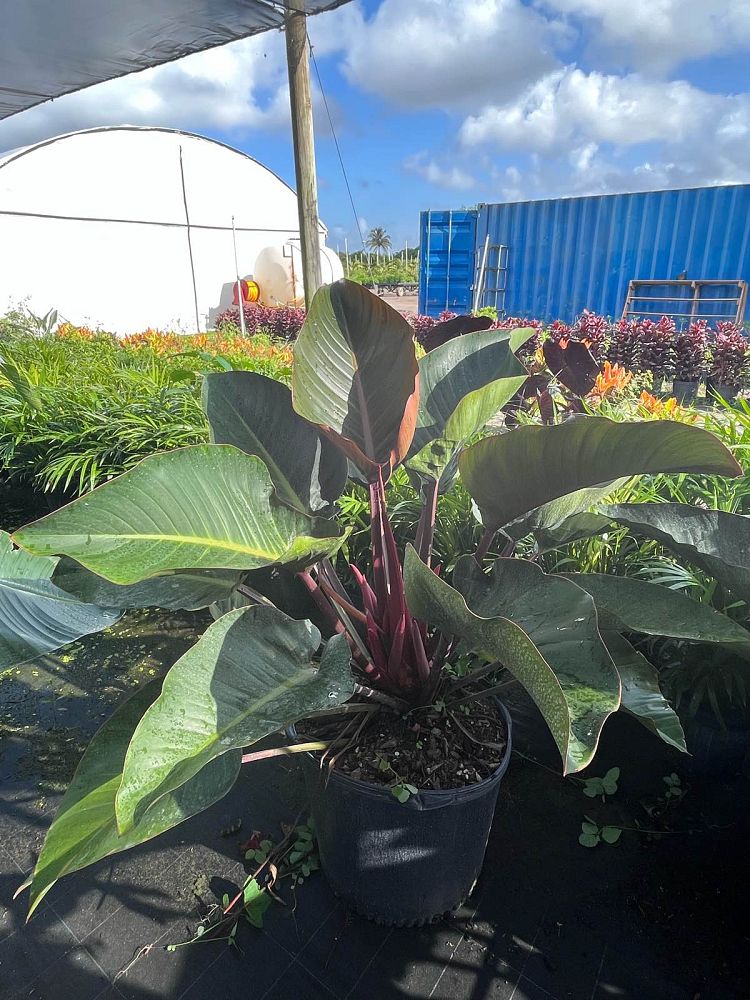 philodendron-rojo-congo-compacta-dwarf-red-congo-philodendron