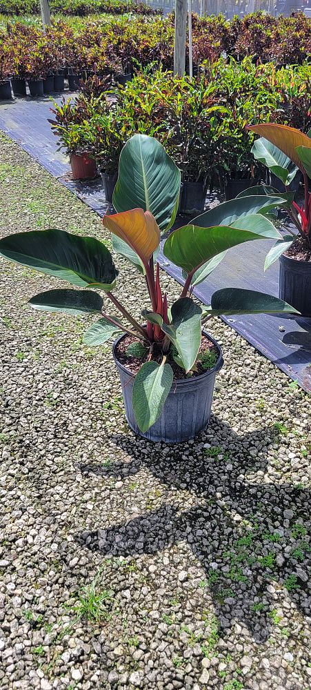 philodendron-rojo-congo-compacta-dwarf-red-congo-philodendron