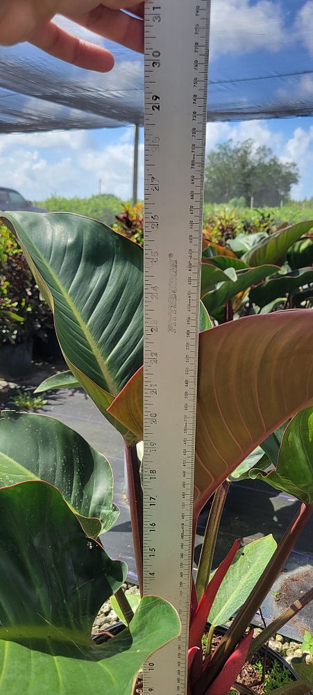 philodendron-rojo-congo-compacta-dwarf-red-congo-philodendron