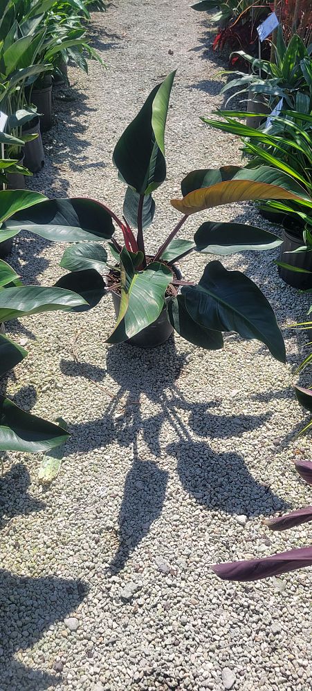 philodendron-rojo-congo-compacta-dwarf-red-congo-philodendron
