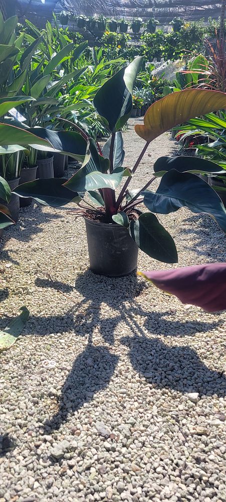 philodendron-rojo-congo-compacta-dwarf-red-congo-philodendron