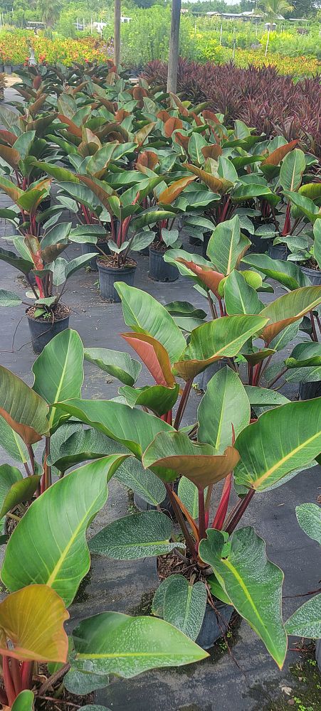 philodendron-rojo-congo-compacta-dwarf-red-congo-philodendron