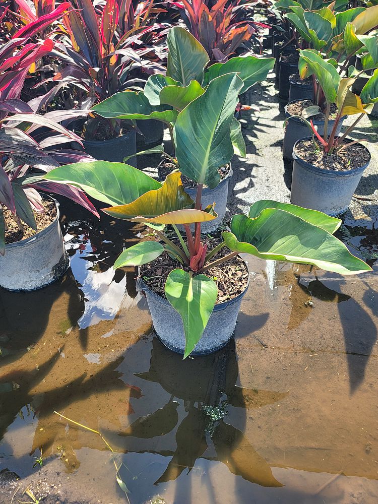 philodendron-rojo-congo-compacta-dwarf-red-congo-philodendron