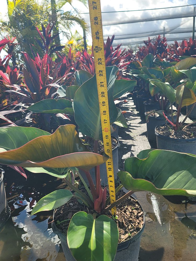philodendron-rojo-congo-compacta-dwarf-red-congo-philodendron