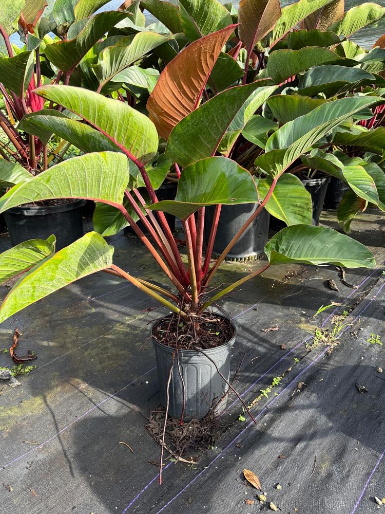 philodendron-rojo-congo-compacta-dwarf-red-congo-philodendron