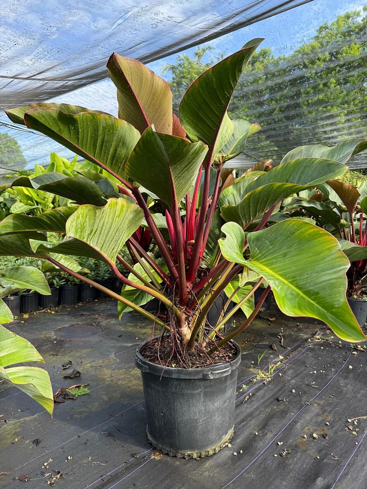 philodendron-rojo-congo-compacta-dwarf-red-congo-philodendron