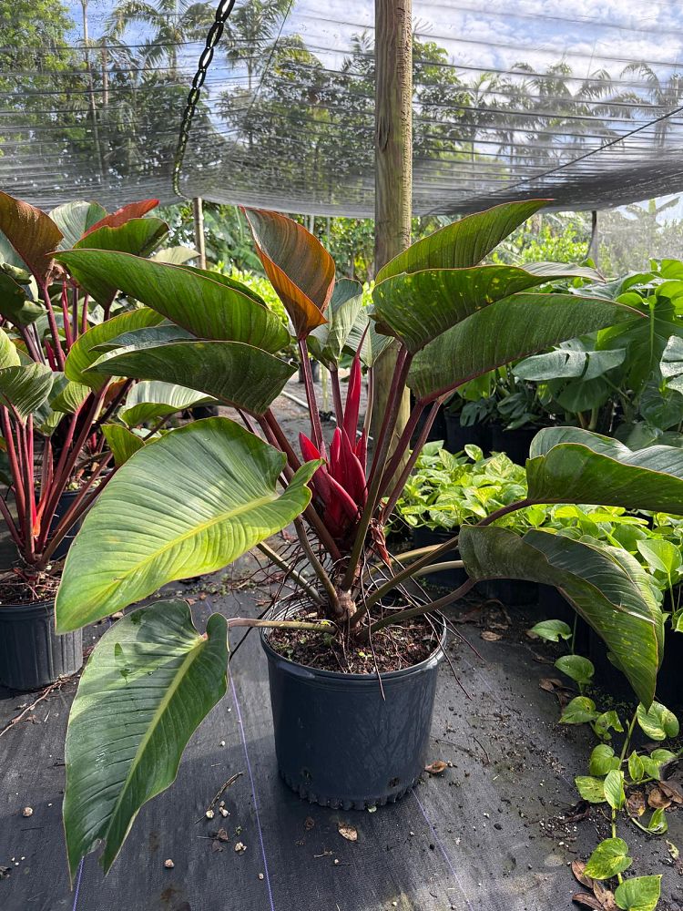 philodendron-rojo-congo-compacta-dwarf-red-congo-philodendron