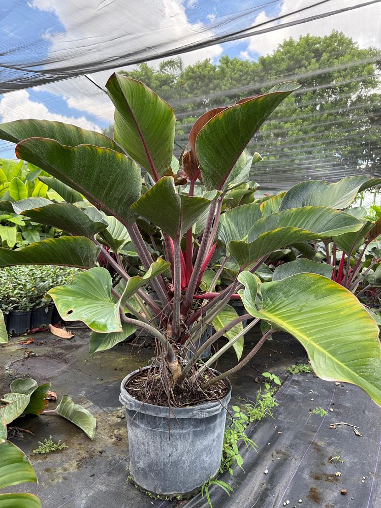 philodendron-rojo-congo-compacta-dwarf-red-congo-philodendron