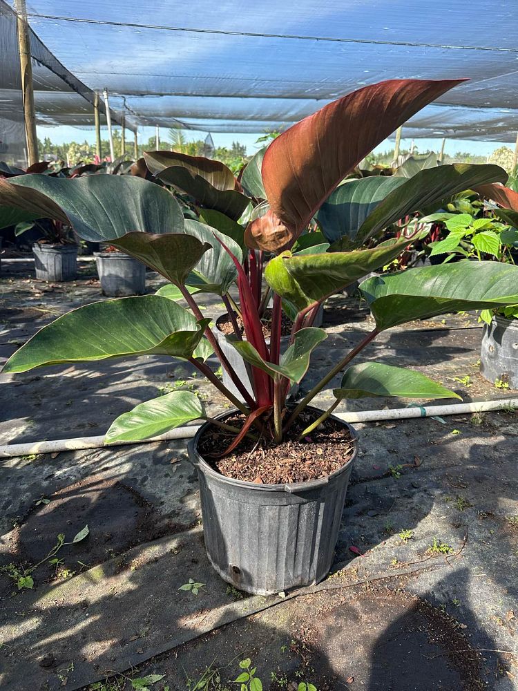 philodendron-rojo-congo-compacta-dwarf-red-congo-philodendron