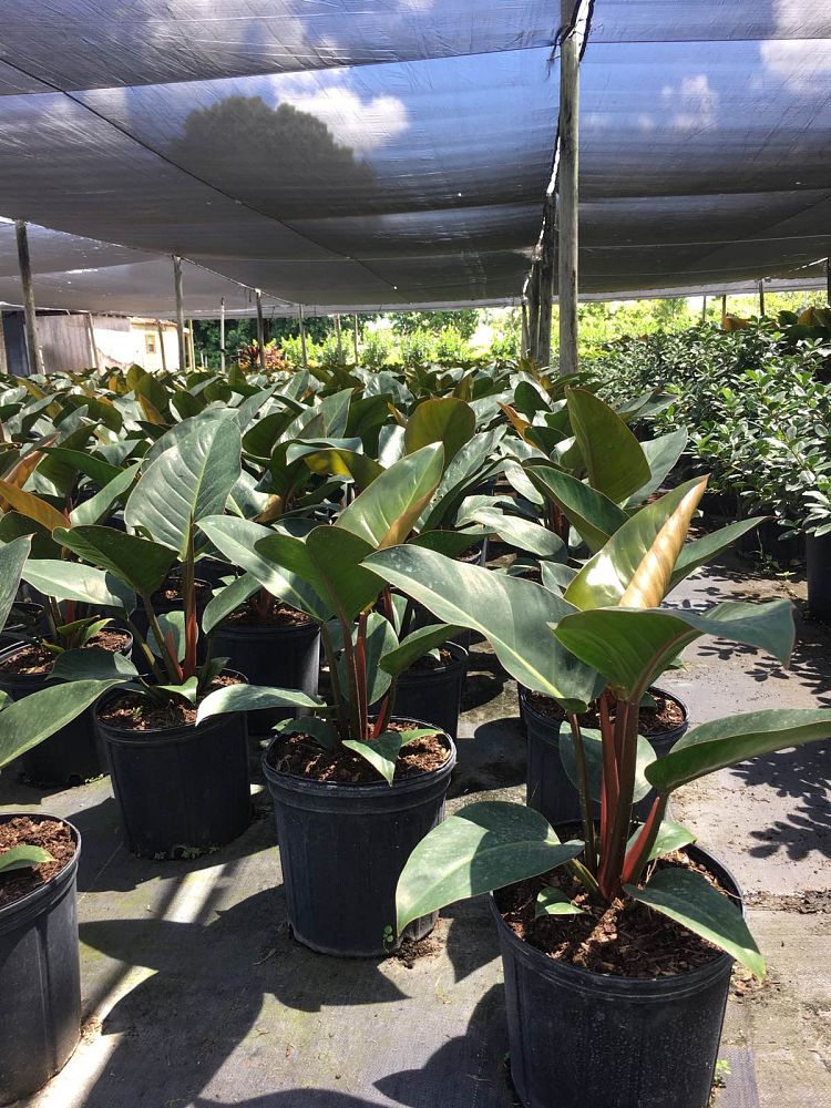 philodendron-rojo-congo-red-congo-philodendron