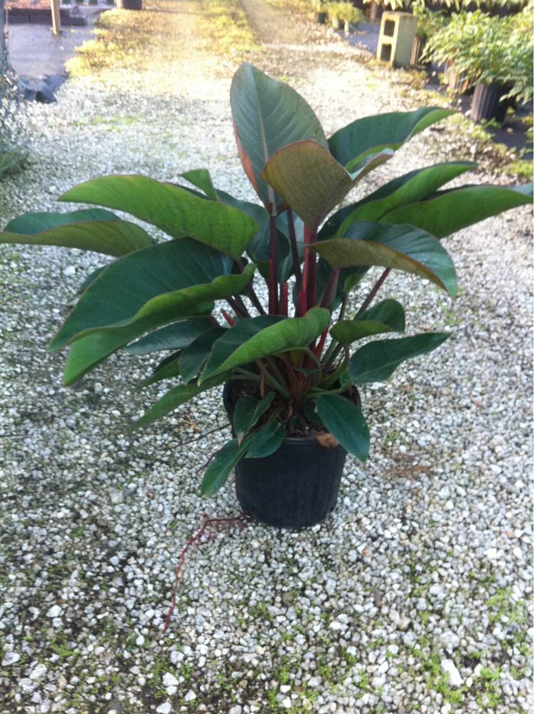 philodendron-rojo-congo-red-congo-philodendron