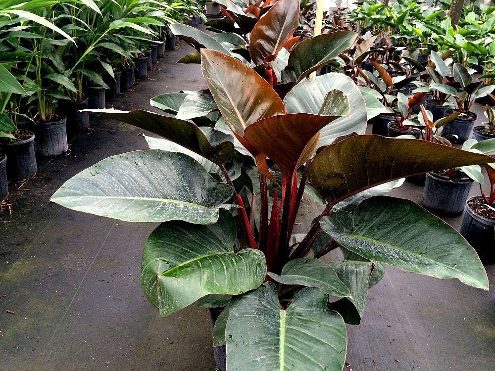 philodendron-rojo-congo-red-congo-philodendron