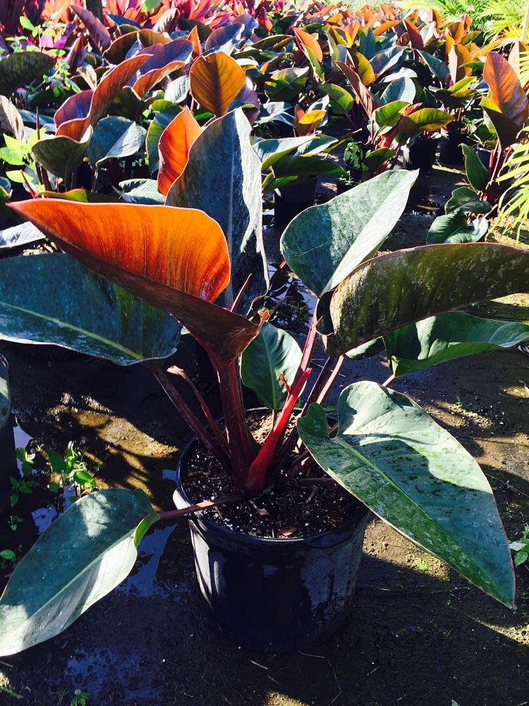 philodendron-rojo-congo-red-congo-philodendron