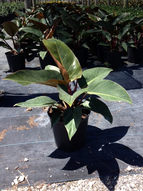 philodendron-rojo-congo-red-congo-philodendron
