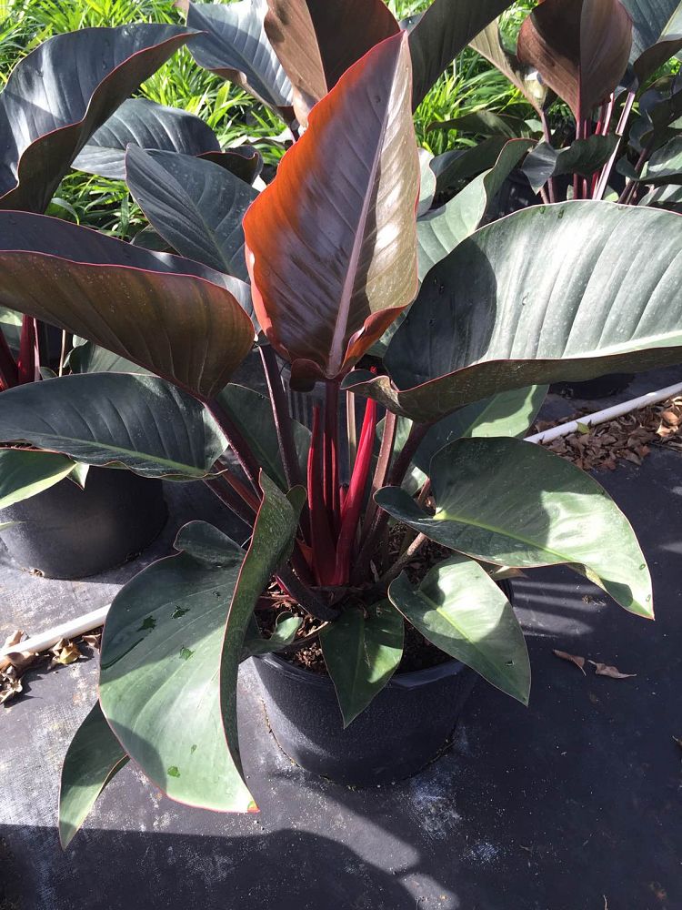 philodendron-rojo-congo-red-congo-philodendron