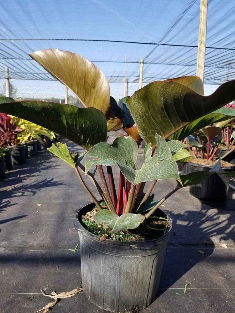 philodendron-rojo-congo-red-congo-philodendron
