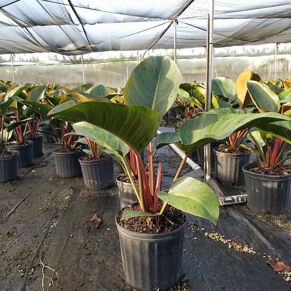 philodendron-rojo-congo-red-congo-philodendron