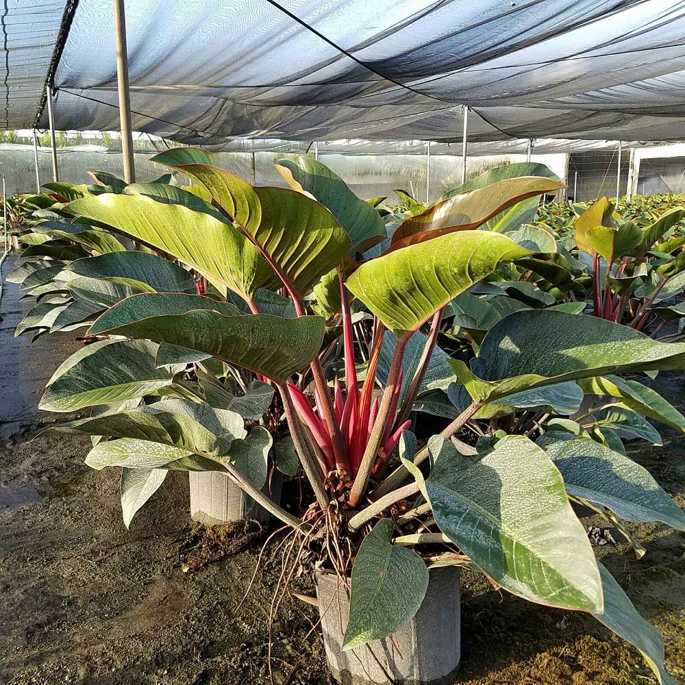 philodendron-rojo-congo-red-congo-philodendron