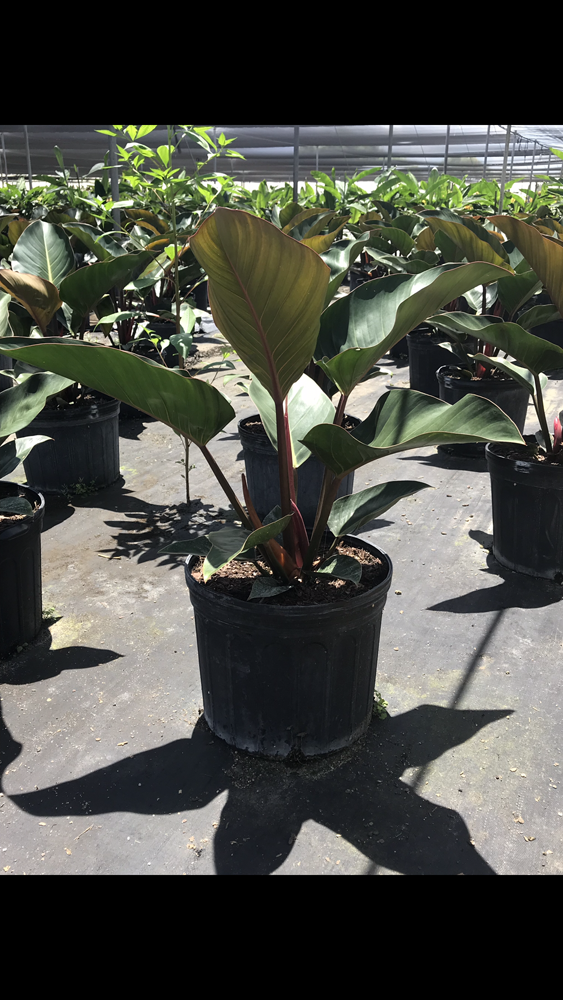 philodendron-rojo-congo-red-congo-philodendron