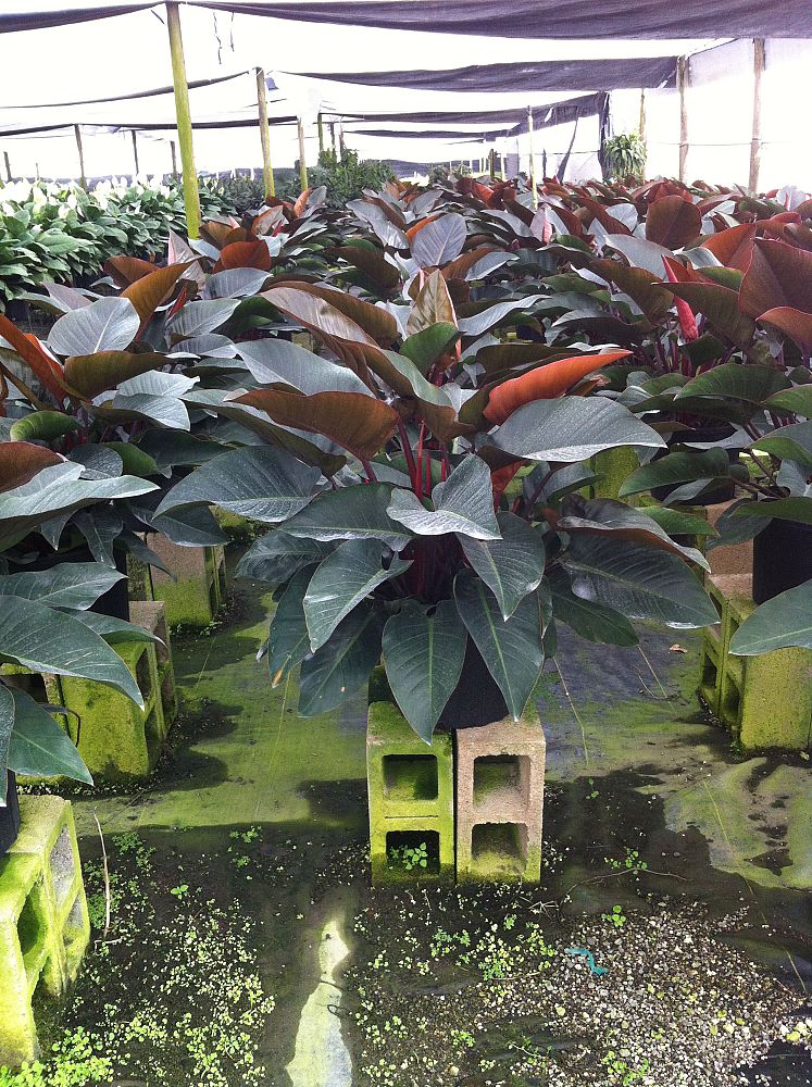 philodendron-rojo-congo-red-congo-philodendron