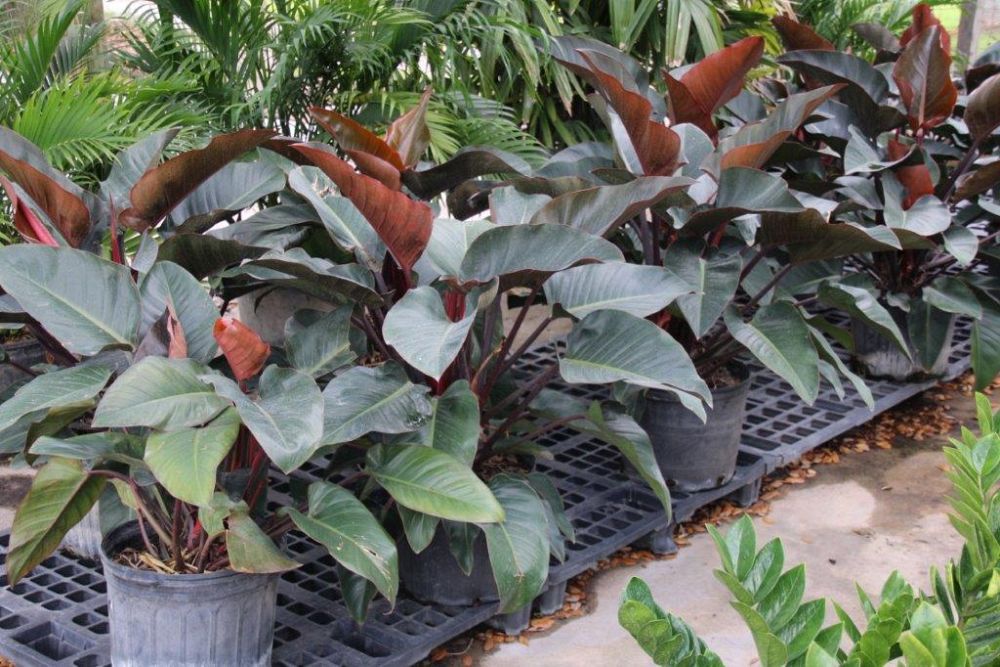 philodendron-rojo-congo-red-congo-philodendron