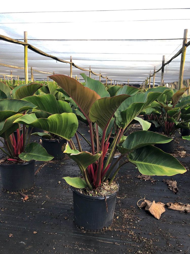philodendron-rojo-congo-red-congo-philodendron