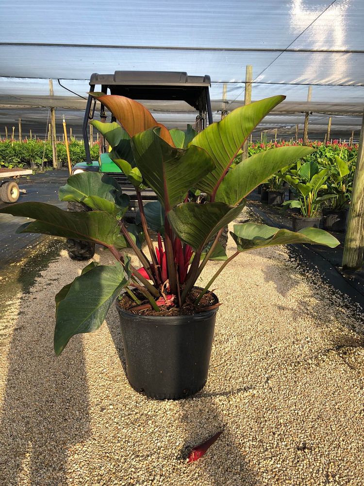 philodendron-rojo-congo-red-congo-philodendron