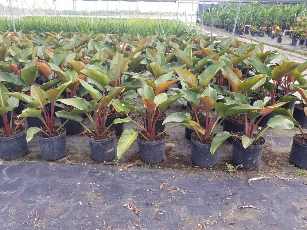 philodendron-rojo-congo-red-congo-philodendron