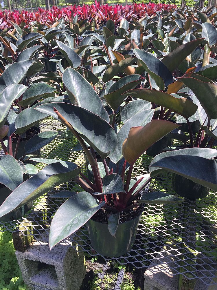 philodendron-rojo-congo-red-congo-philodendron