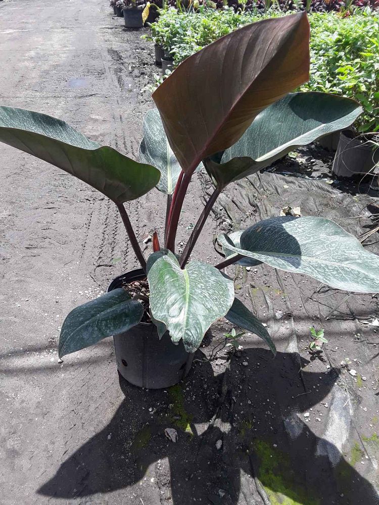 philodendron-rojo-congo-red-congo-philodendron