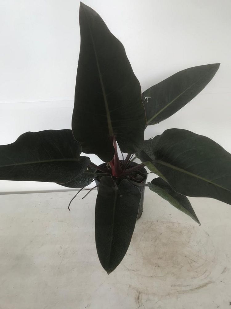 philodendron-rojo-congo-red-congo-philodendron