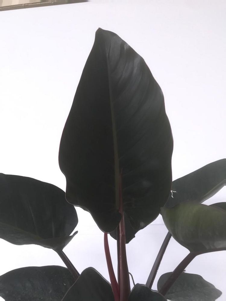 philodendron-rojo-congo-red-congo-philodendron